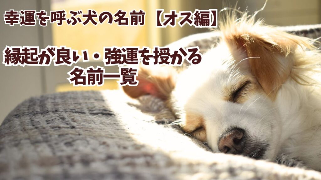 幸運を呼ぶ犬の名前【オス編】|縁起が良い・強運を授かる名前一覧 - とらじのブログ